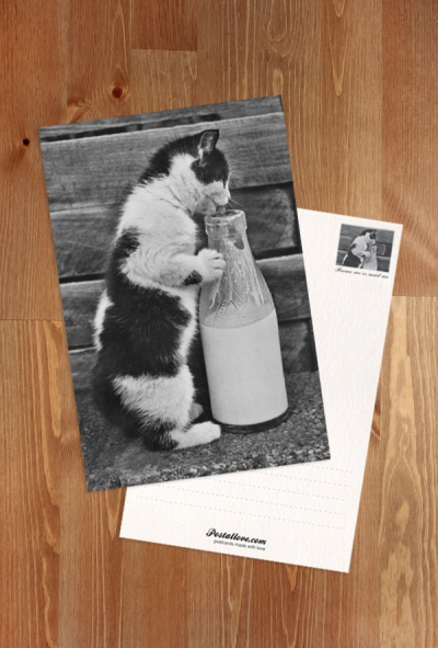 Kitten with a bottle of milk