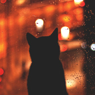 Monika Małek - Colors of cat's world