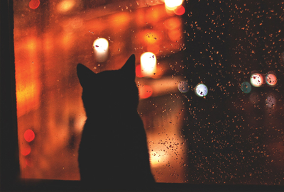 Monika Małek - Colors of cat's world