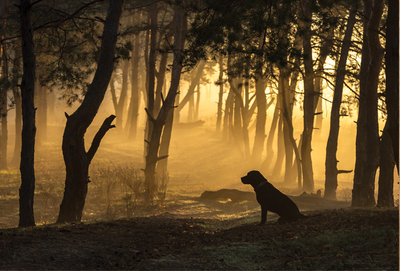 Dog sitting in the forest