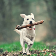 Dog with a stick