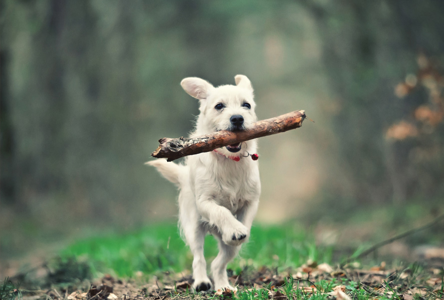 Dog With A Stick Dogs And Cats Postcards Postallove