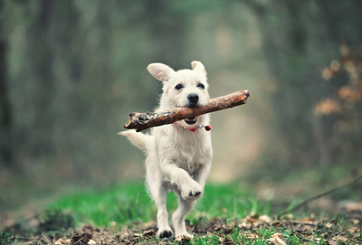 Dog with a stick