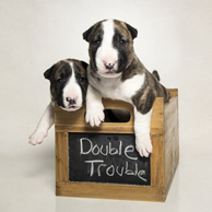 Double Trouble