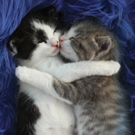 Cuddling kittens