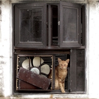 Ginger cat & rust