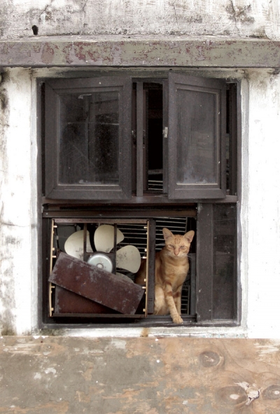 Ginger cat & rust