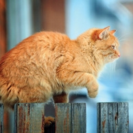Ginger cat on the fence