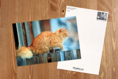 Ginger cat on the fence