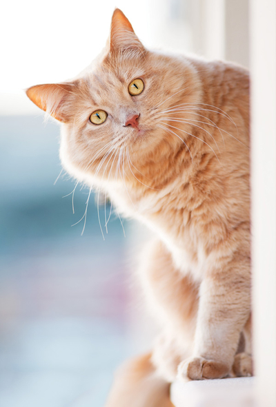 Ginger cat on the windowsill