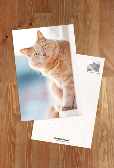 Ginger cat on the windowsill