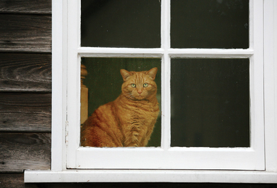 Ginger cat in the window