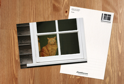 Ginger cat in the window