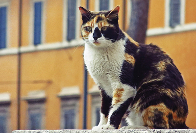 Roman cat