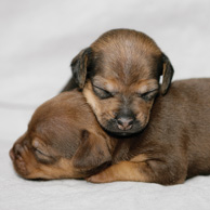 Sleeping puppies
