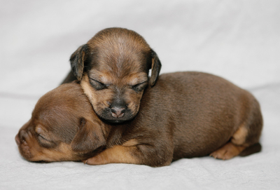 Sleeping puppies