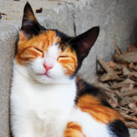 Sleeping tricolor cat