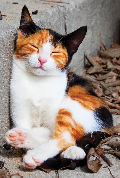 Sleeping tricolor cat
