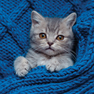 Gray kitten on a blue blanket