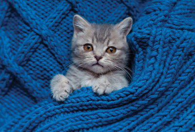 Gray kitten on a blue blanket