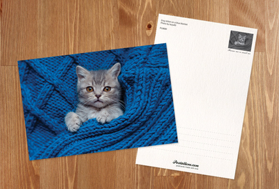 Gray kitten on a blue blanket