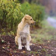 Puppy in the autumn park