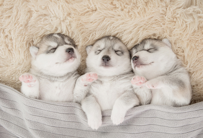 Three sleeping dogs