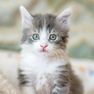 Green-eyed kitten