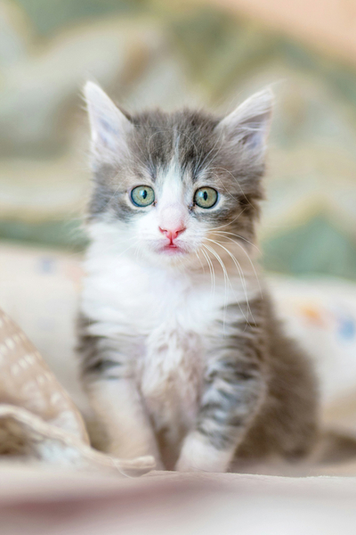 Green-eyed kitten