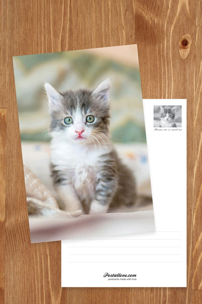 Green-eyed kitten