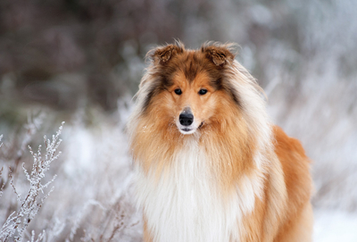 Winter Collie 