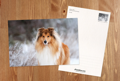 Winter Collie 