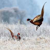 Common pheasant