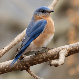 Eastern bluebird