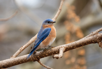 Eastern bluebird