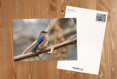 Eastern bluebird