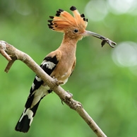 Hoopoe