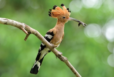 Hoopoe