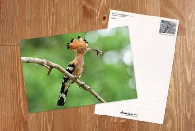 Hoopoe