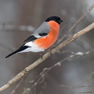 Eurasian Bullfinch