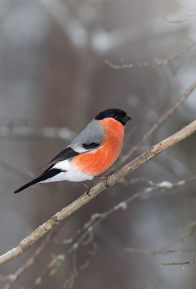 Eurasian Bullfinch