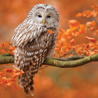 Ural owl