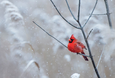 Northern cardinal