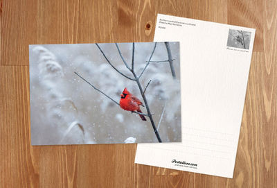 Northern cardinal
