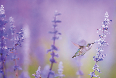 Hummingbird