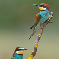 The colors of summer - bee-eater