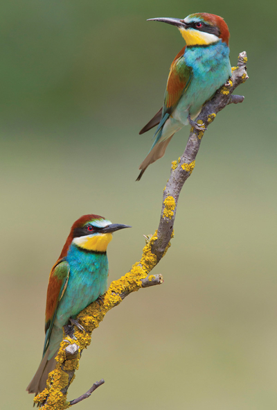 The colors of summer - bee-eater
