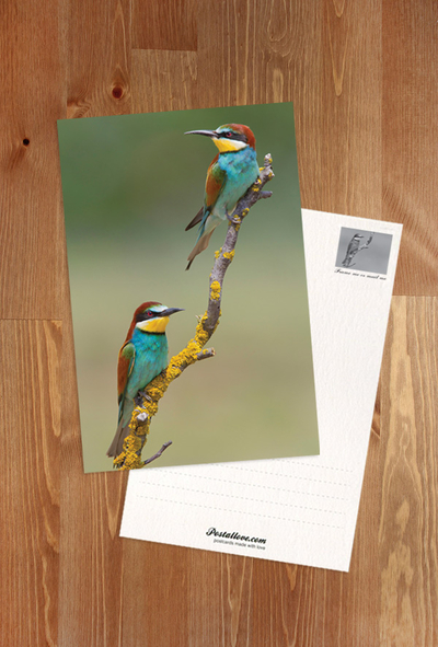 The colors of summer - bee-eater