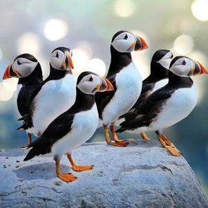 Puffins