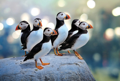 Puffins